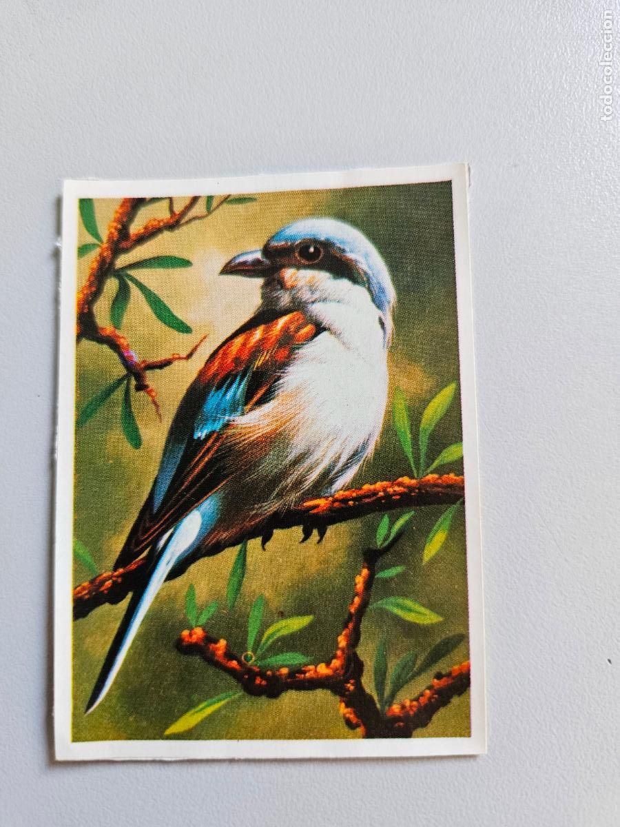 Coleccionismo Cromos antiguos: Panorama animales y plantas cromo n&ordm; 34, &aacute;lbum Maga, 1976