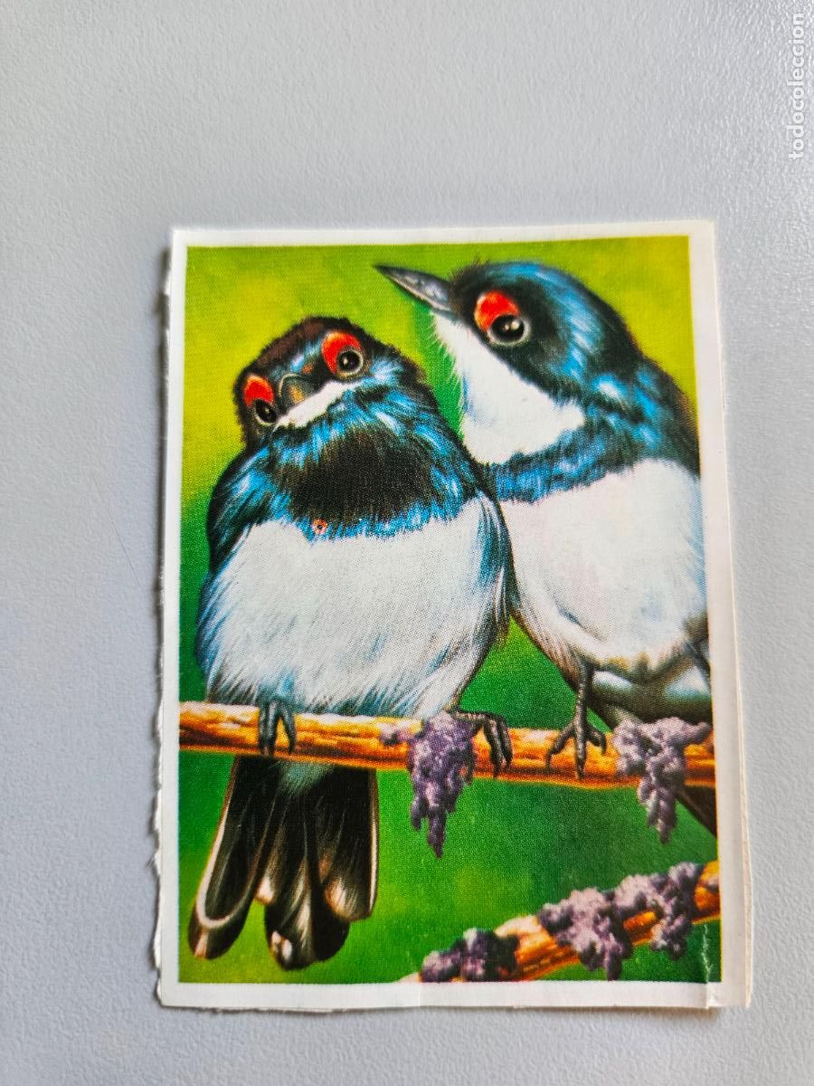 Coleccionismo Cromos antiguos: Panorama animales y plantas cromo n&ordm; 35, &aacute;lbum Maga, 1976