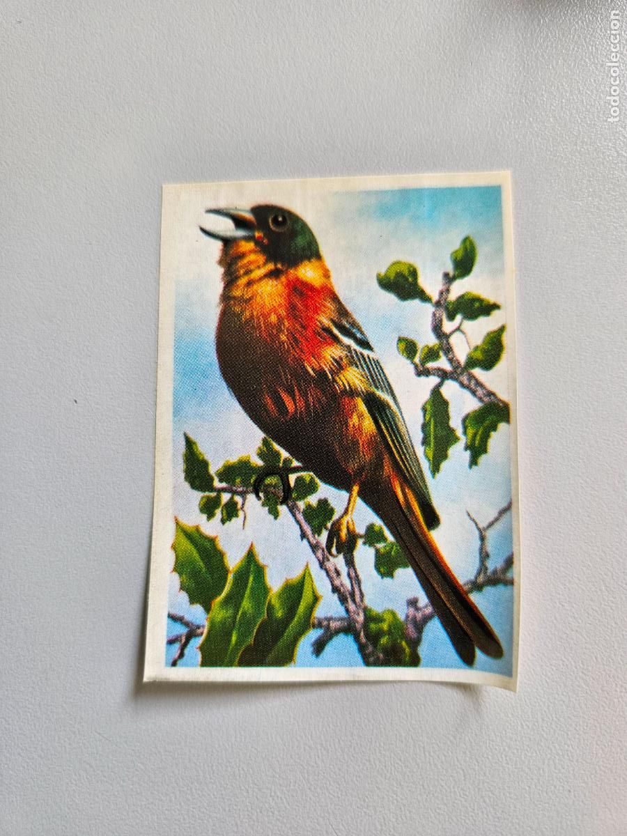 Coleccionismo Cromos antiguos: Panorama animales y plantas cromo n&ordm; 41, &aacute;lbum Maga, 1976