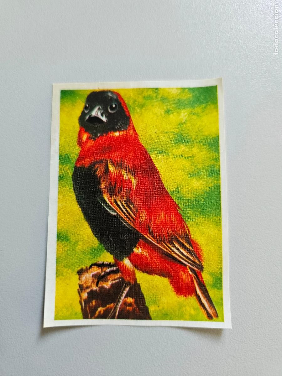 Coleccionismo Cromos antiguos: Panorama animales y plantas cromo n&ordm; 42, &aacute;lbum Maga, 1976