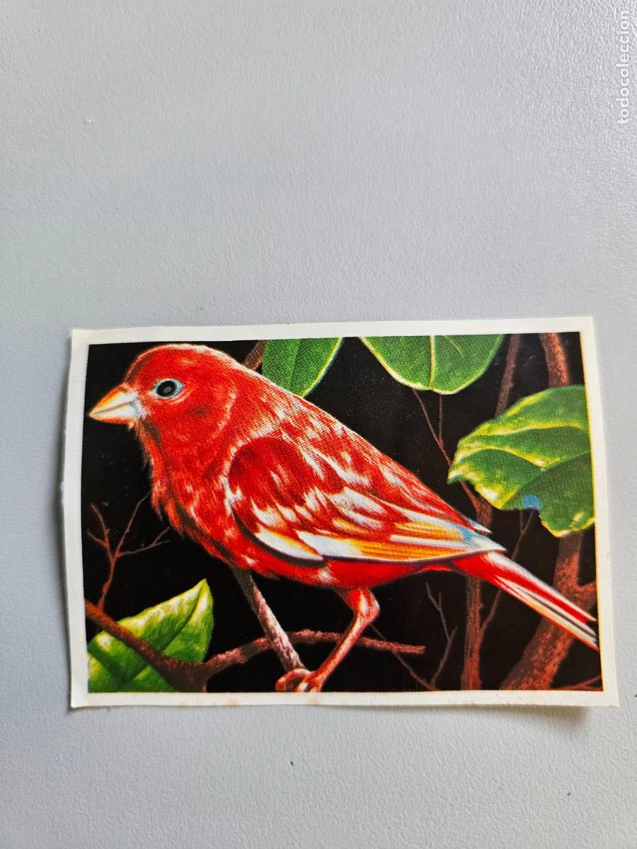 Coleccionismo Cromos antiguos: Panorama animales y plantas cromo n&ordm; 46, &aacute;lbum Maga, 1976