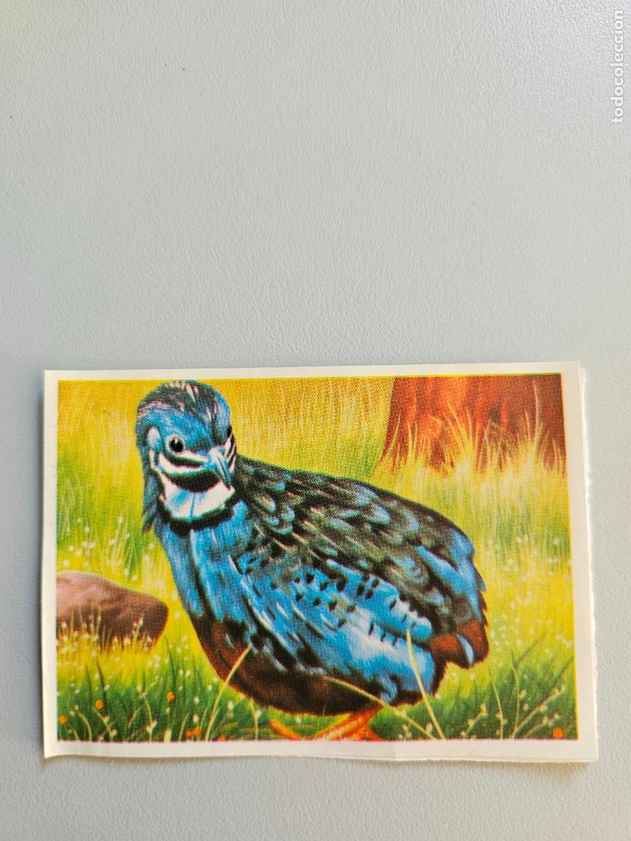 Coleccionismo Cromos antiguos: Panorama animales y plantas cromo n&ordm; 55, &aacute;lbum Maga, 1976