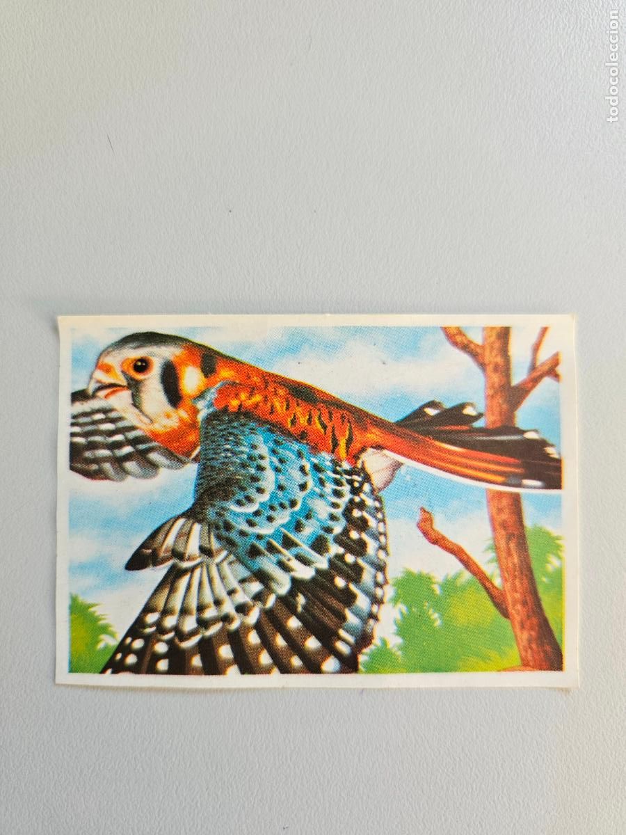 Coleccionismo Cromos antiguos: Panorama animales y plantas cromo n&ordm; 56, &aacute;lbum Maga, 1976