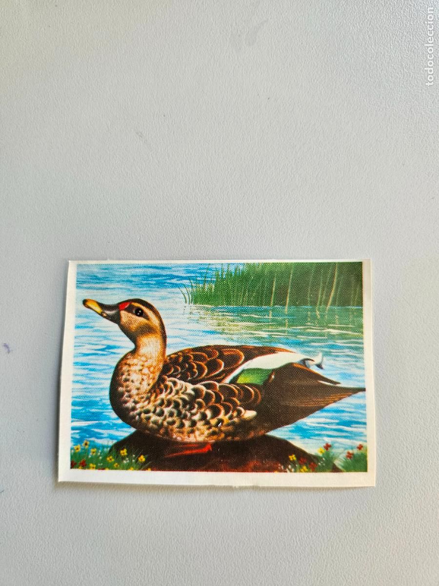 Coleccionismo Cromos antiguos: Panorama animales y plantas cromo n&ordm; 60, &aacute;lbum Maga, 1976