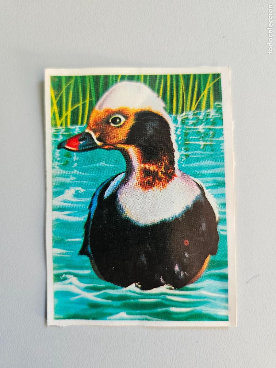 Coleccionismo Cromos antiguos: Panorama animales y plantas cromo n&ordm; 66, &aacute;lbum Maga, 1976