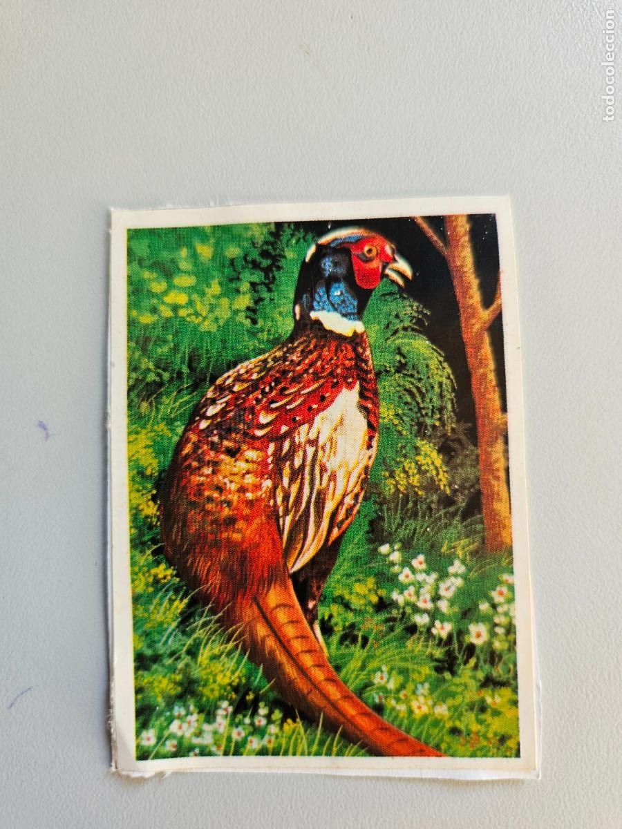 Coleccionismo Cromos antiguos: Panorama animales y plantas cromo n&ordm; 67, &aacute;lbum Maga, 1976