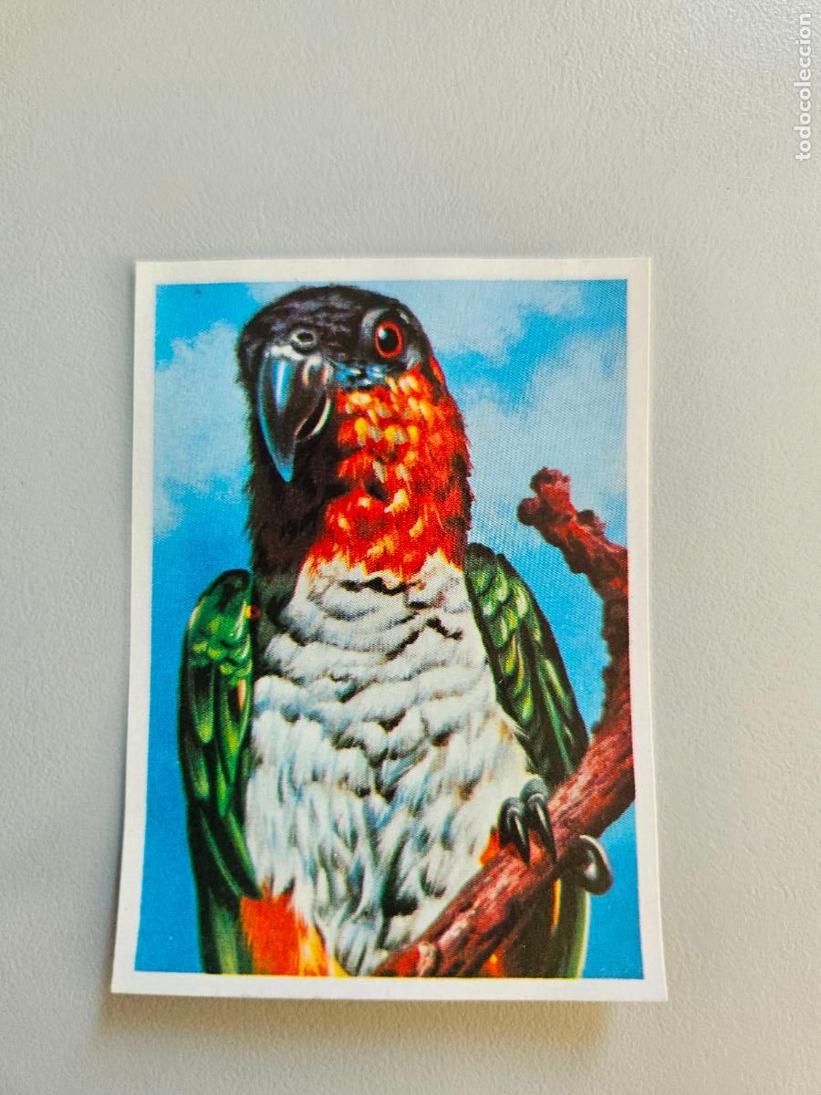 Coleccionismo Cromos antiguos: Panorama animales y plantas cromo n&ordm; 70, &aacute;lbum Maga, 1976