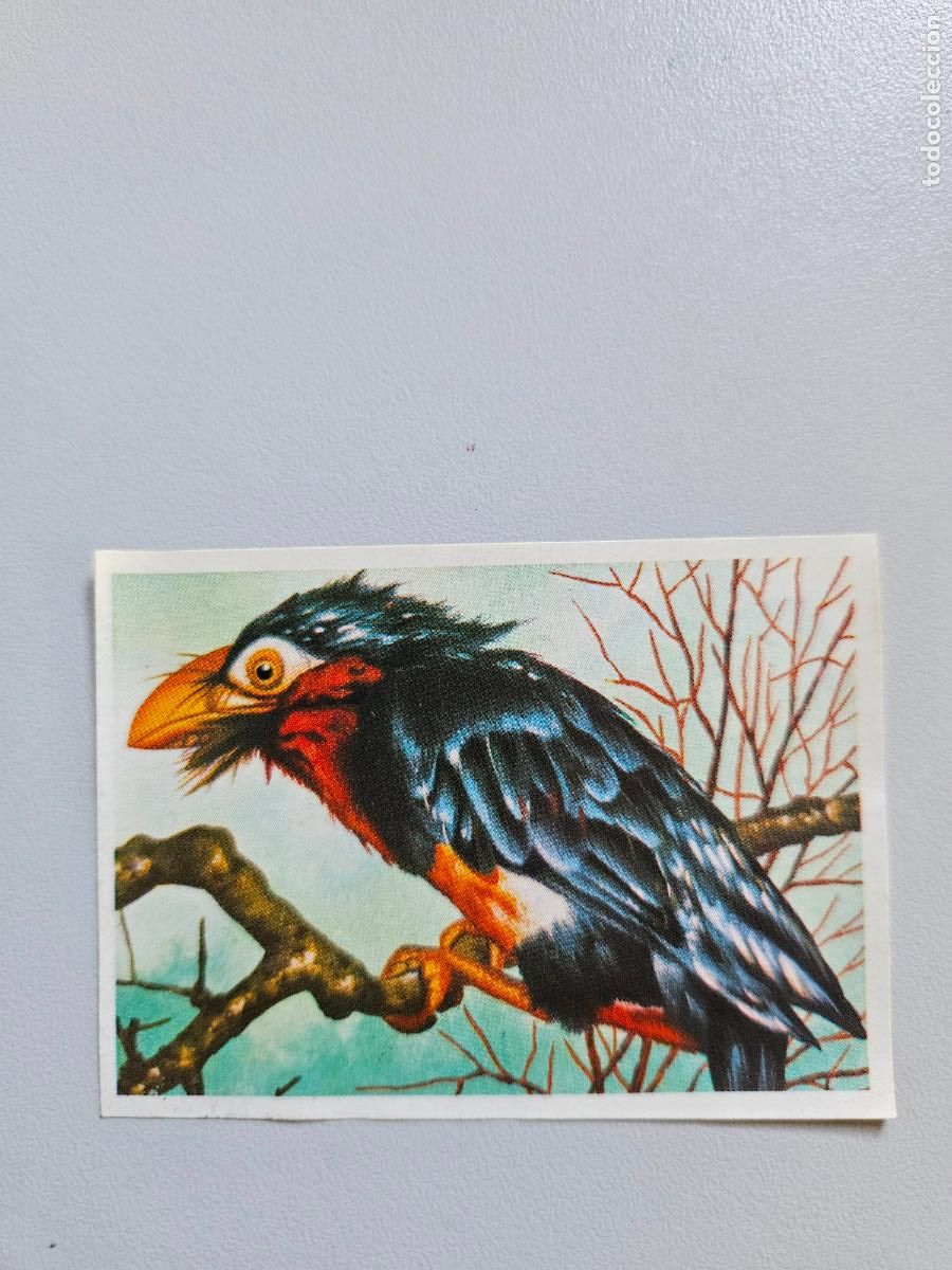 Collezionismo Figurine antiche: Panorama animales y plantas cromo n&ordm; 75, &aacute;lbum Maga, 1976