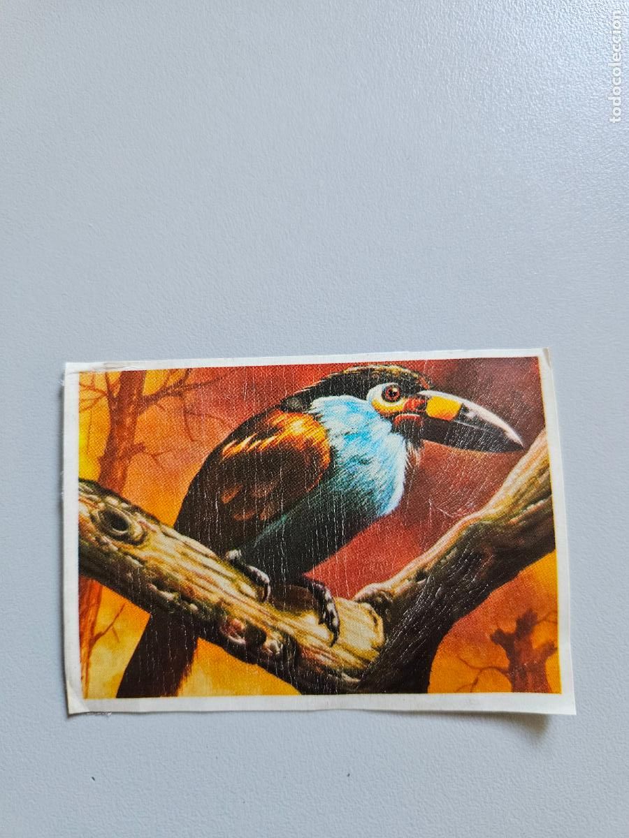 Collezionismo Figurine antiche: Panorama animales y plantas cromo n&ordm; 77, &aacute;lbum Maga, 1976