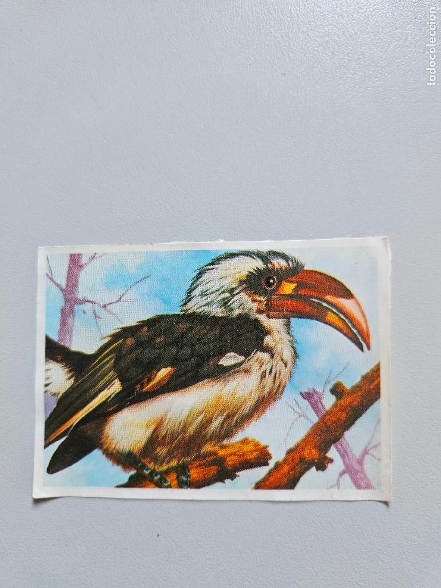 Collezionismo Figurine antiche: Panorama animales y plantas cromo n&ordm; 78, &aacute;lbum Maga, 1976