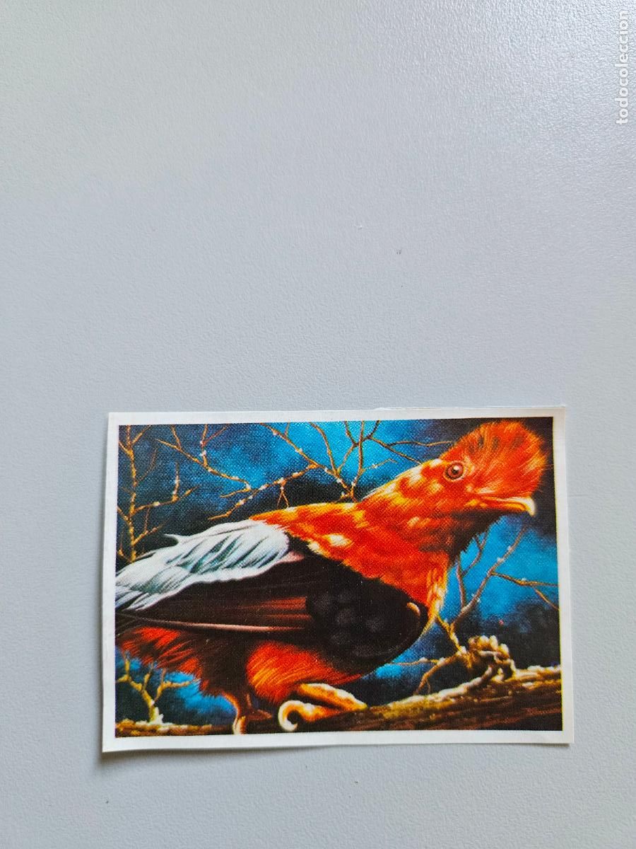 Collezionismo Figurine antiche: Panorama animales y plantas cromo n&ordm; 80, &aacute;lbum Maga, 1976