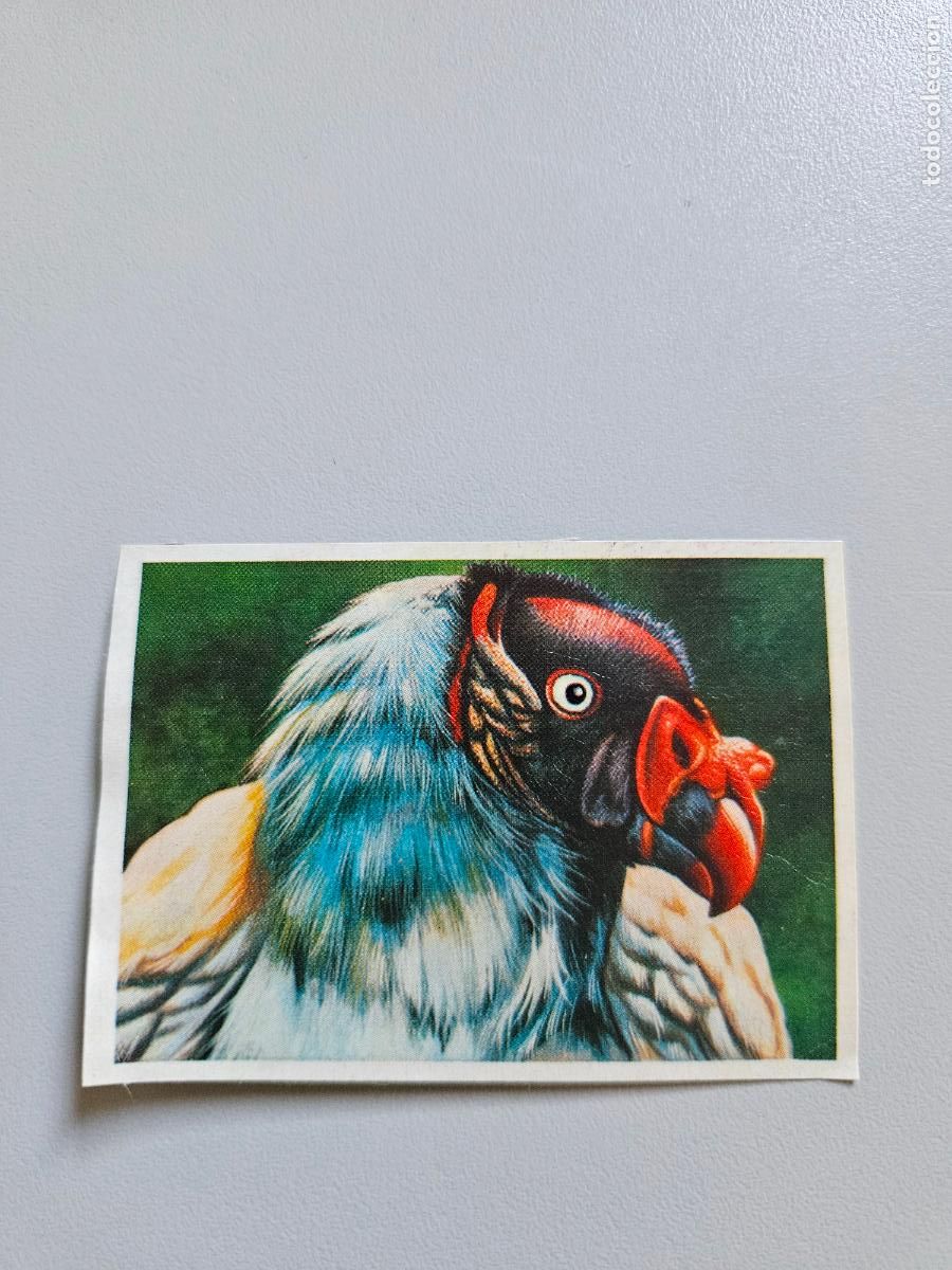 Collezionismo Figurine antiche: Panorama animales y plantas cromo n&ordm; 81, &aacute;lbum Maga, 1976