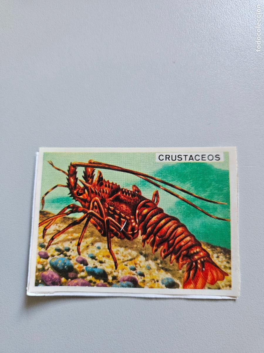 Collezionismo Figurine antiche: Panorama animales y plantas cromo n&ordm; 82, &aacute;lbum Maga, 1976