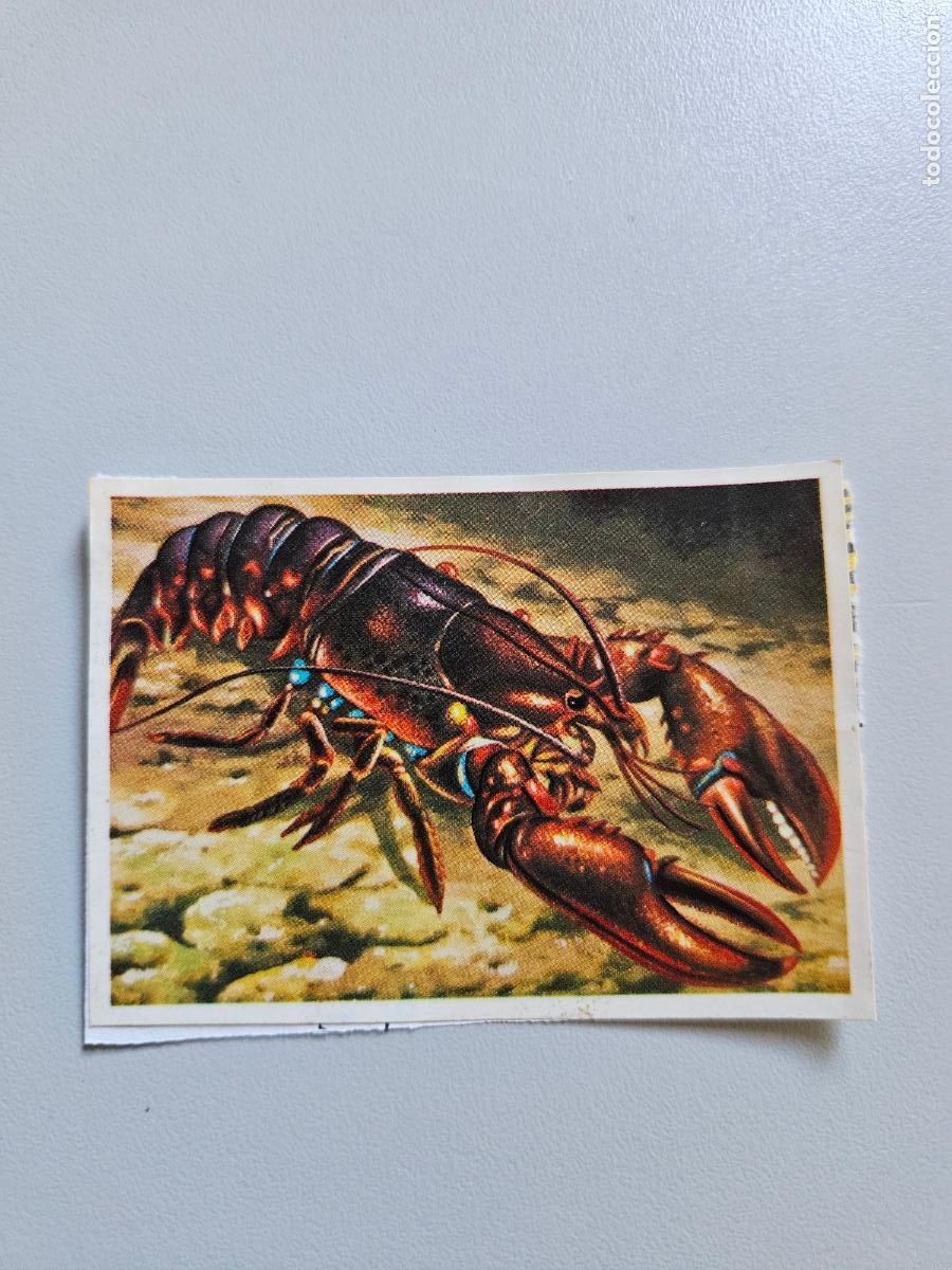 Colecionismo Cromos antigos: Panorama animales y plantas cromo n&ordm; 83, &aacute;lbum Maga, 1976