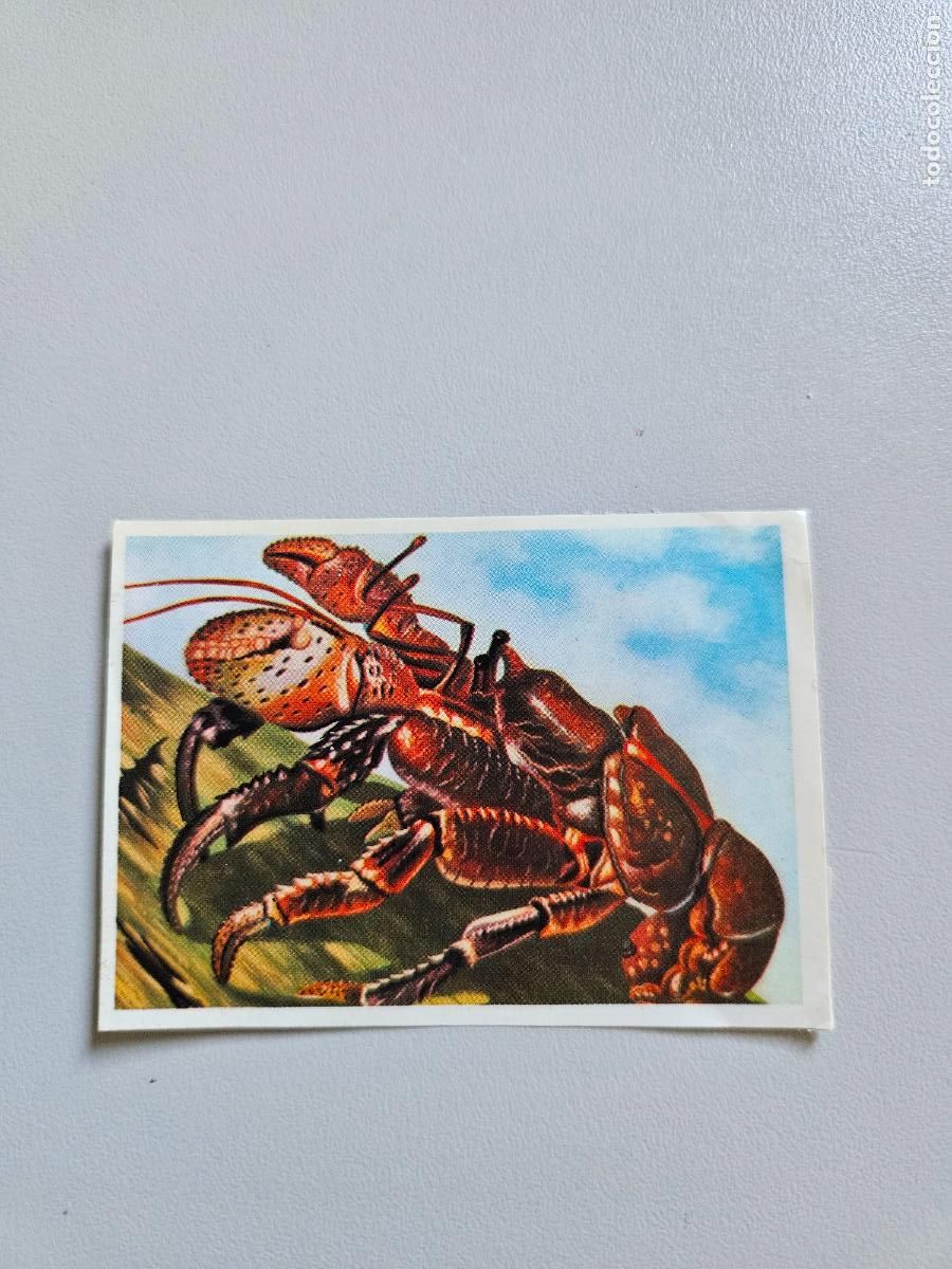 Colecionismo Cromos antigos: Panorama animales y plantas cromo n&ordm; 84, &aacute;lbum Maga, 1976