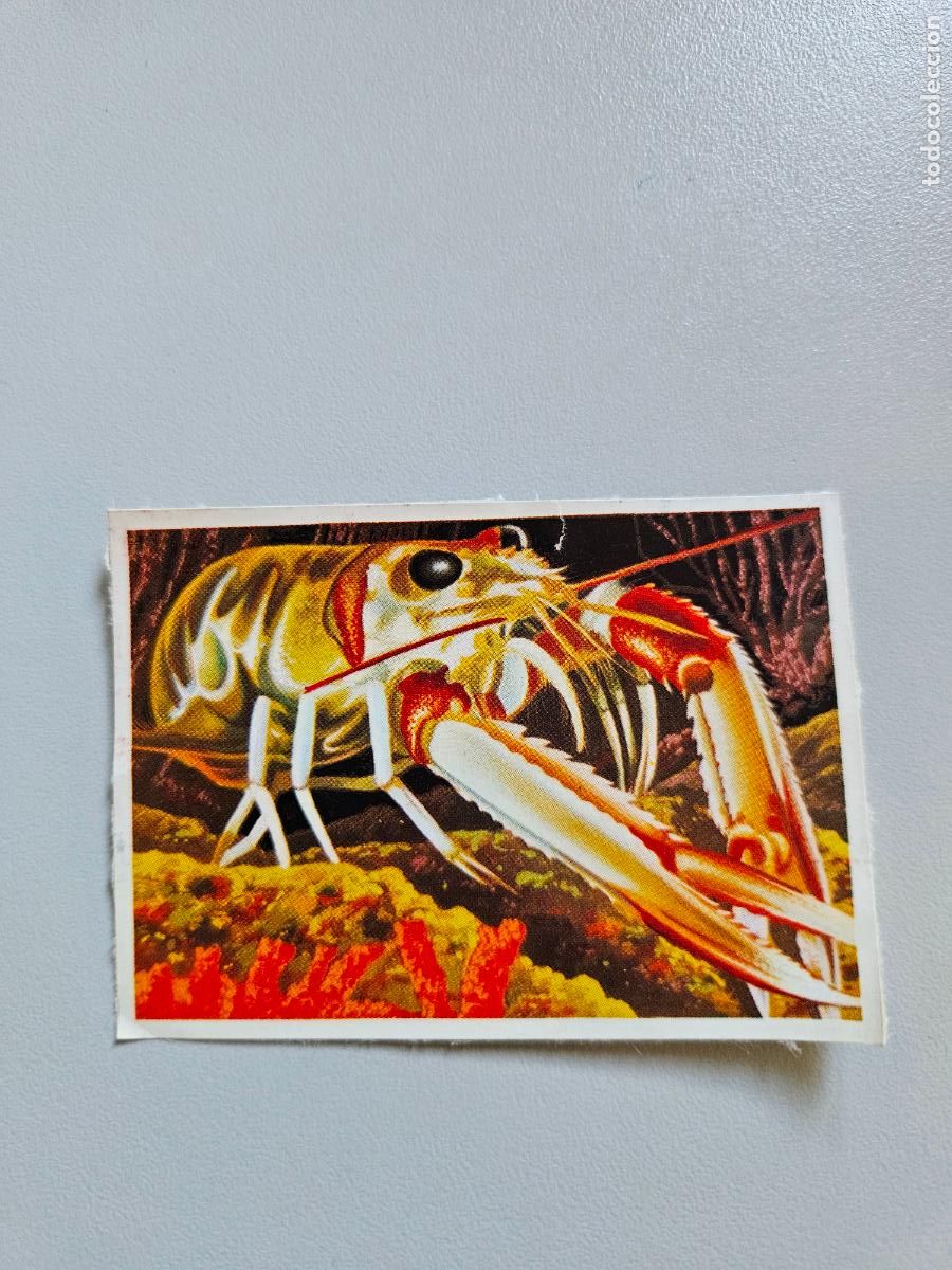 Sammeln alte Sammelbilder: Panorama animales y plantas cromo n&ordm; 88, &aacute;lbum Maga, 1976