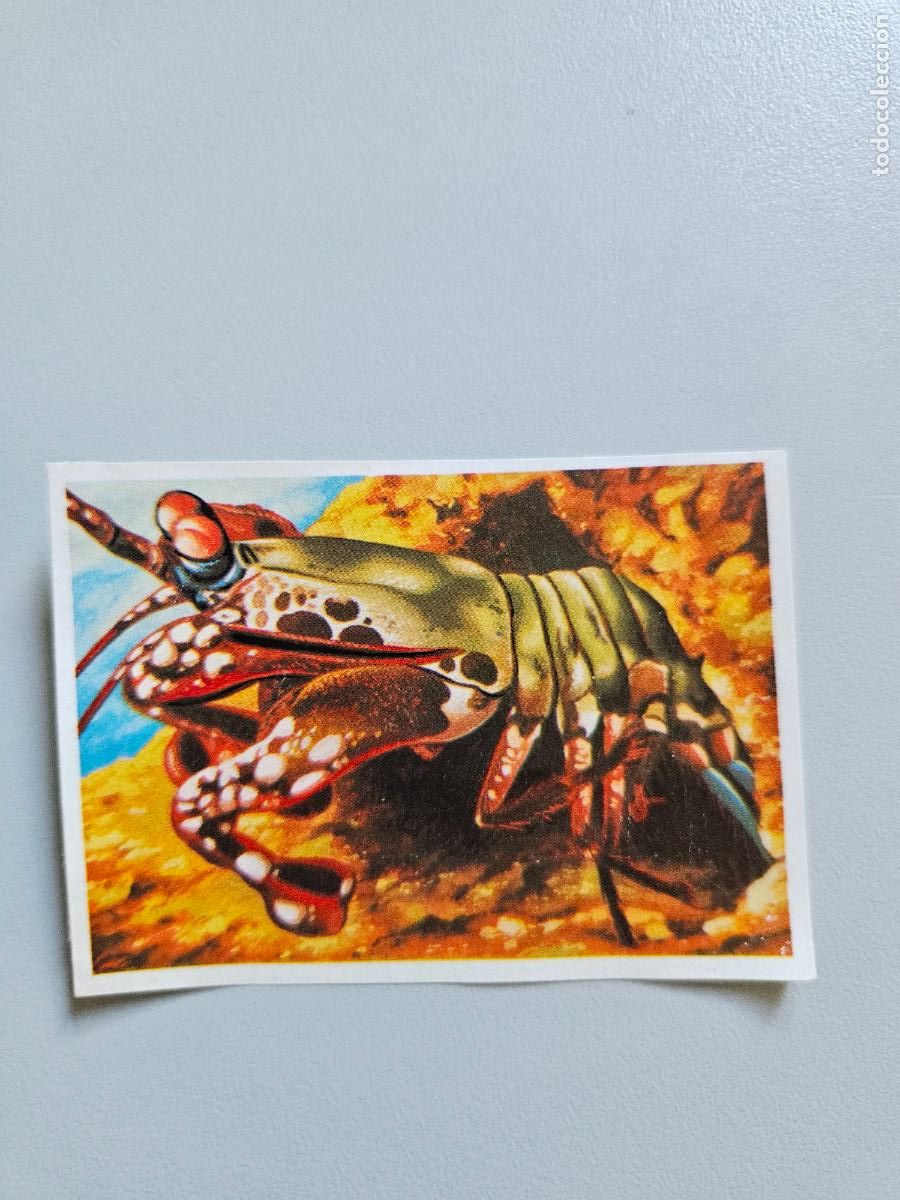 Sammeln alte Sammelbilder: Panorama animales y plantas cromo n&ordm; 89, &aacute;lbum Maga, 1976