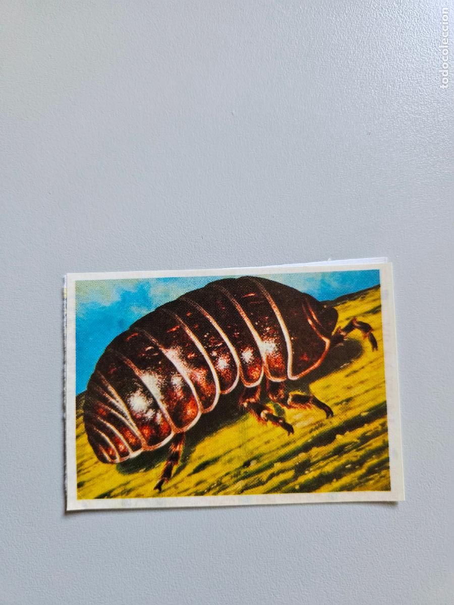 Coleccionismo Cromos antiguos: Panorama animales y plantas cromo n&ordm; 90, &aacute;lbum Maga, 1976