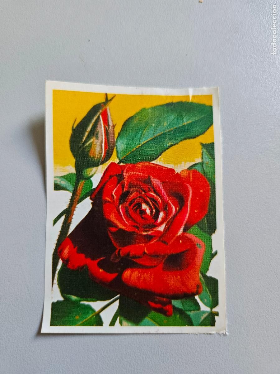 Coleccionismo Cromos antiguos: Panorama animales y plantas cromo n&ordm; 99, &aacute;lbum Maga, 1976