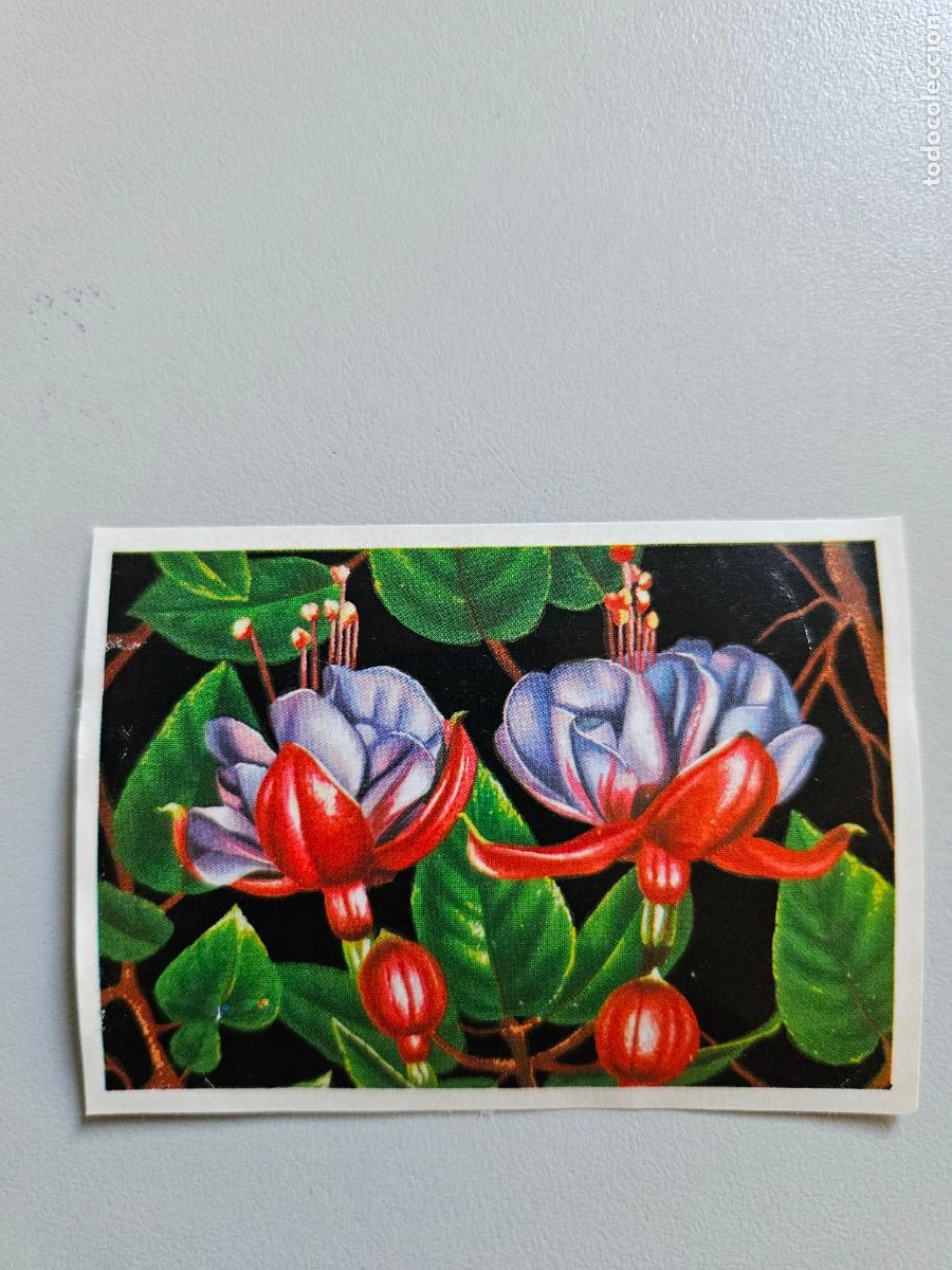 Coleccionismo Cromos antiguos: Panorama animales y plantas cromo n&ordm; 101, &aacute;lbum Maga, 1976