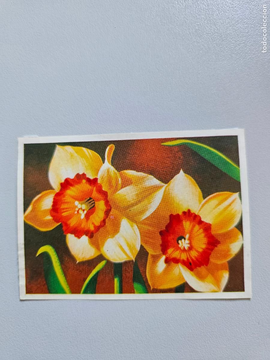 Coleccionismo Cromos antiguos: Panorama animales y plantas cromo n&ordm; 102, &aacute;lbum Maga, 1976