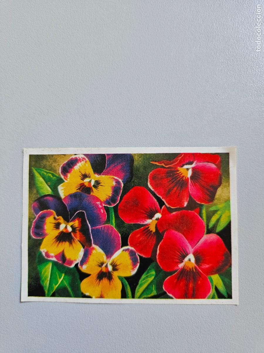 Coleccionismo Cromos antiguos: Panorama animales y plantas cromo n&ordm; 105, &aacute;lbum Maga, 1976