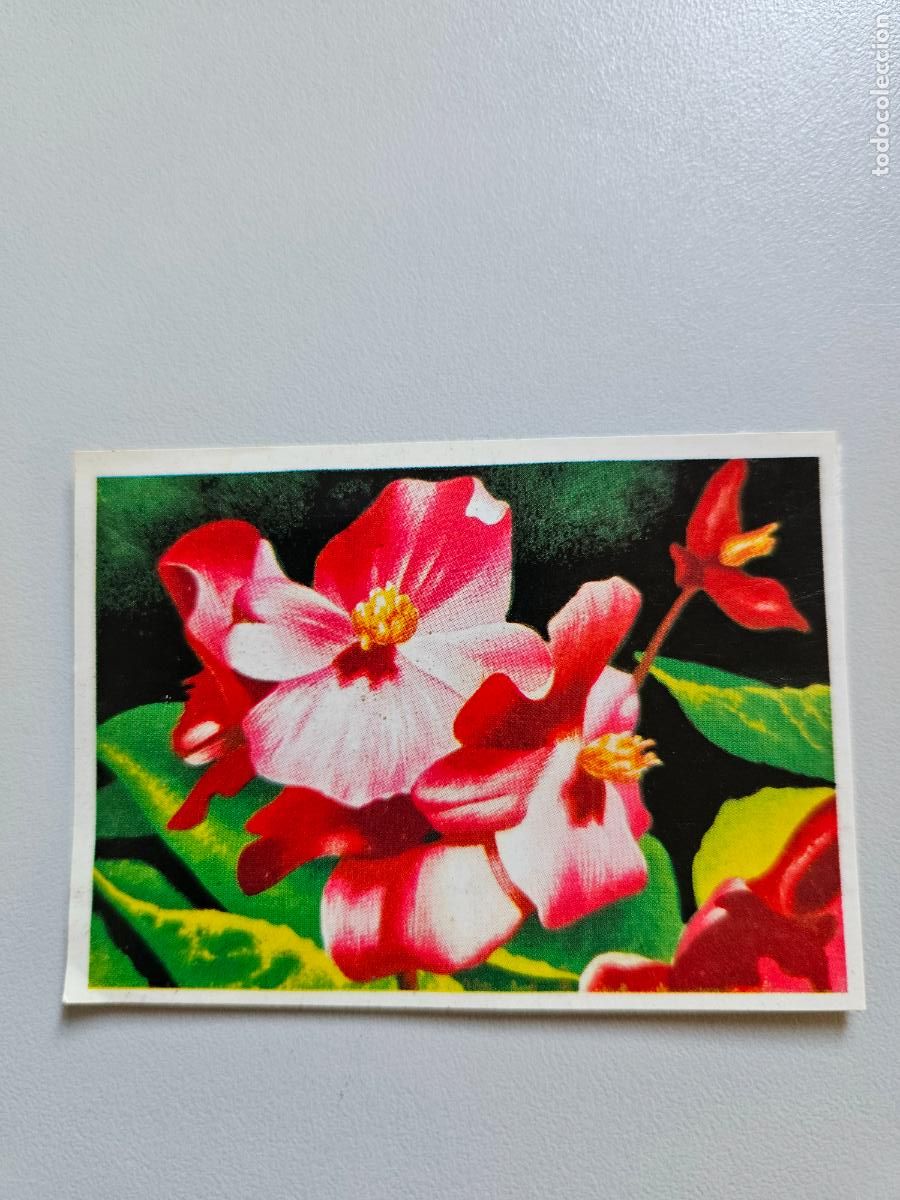 Coleccionismo Cromos antiguos: Panorama animales y plantas cromo n&ordm; 106, &aacute;lbum Maga, 1976