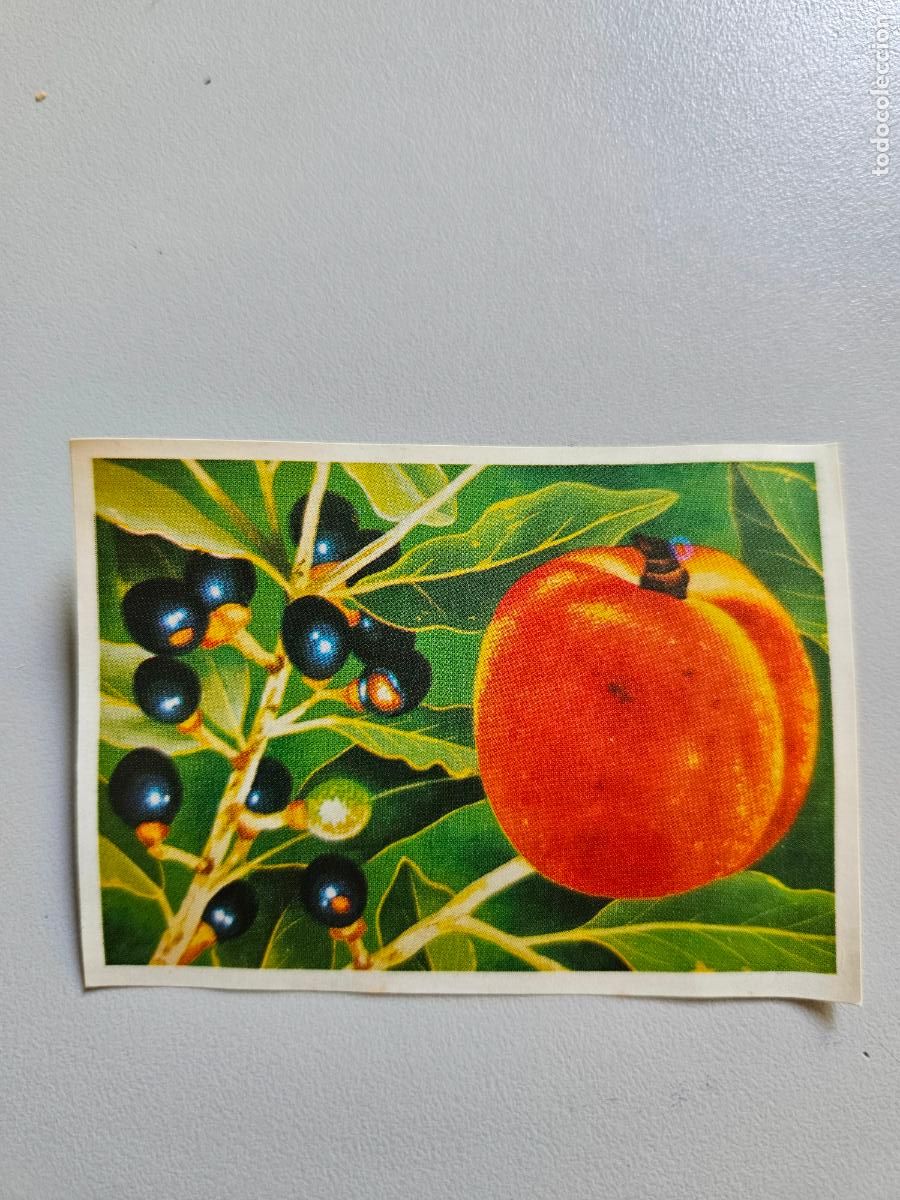 Coleccionismo Cromos antiguos: Panorama animales y plantas cromo n&ordm; 111, &aacute;lbum Maga, 1976