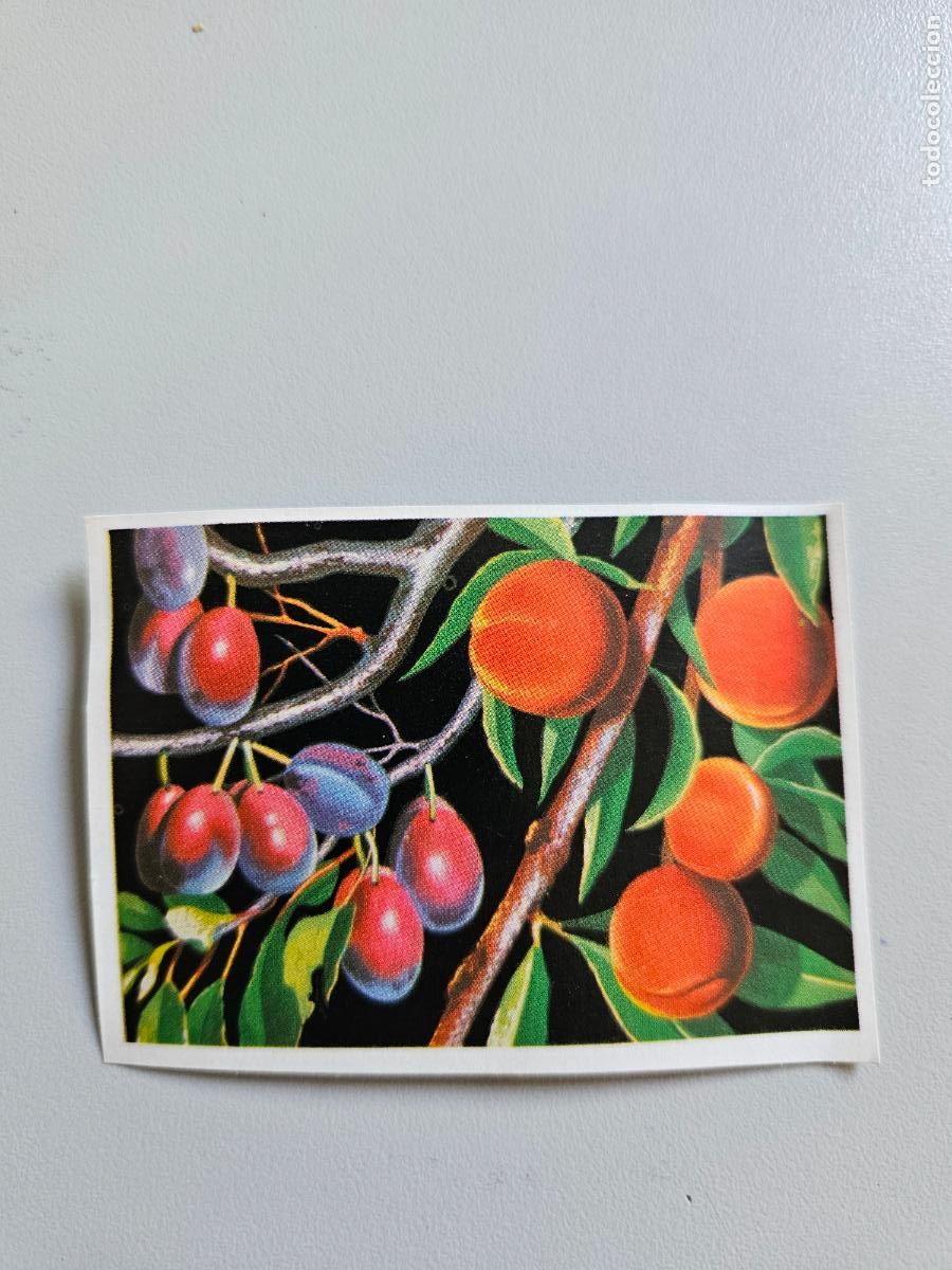 Coleccionismo Cromos antiguos: Panorama animales y plantas cromo n&ordm; 113, &aacute;lbum Maga, 1976