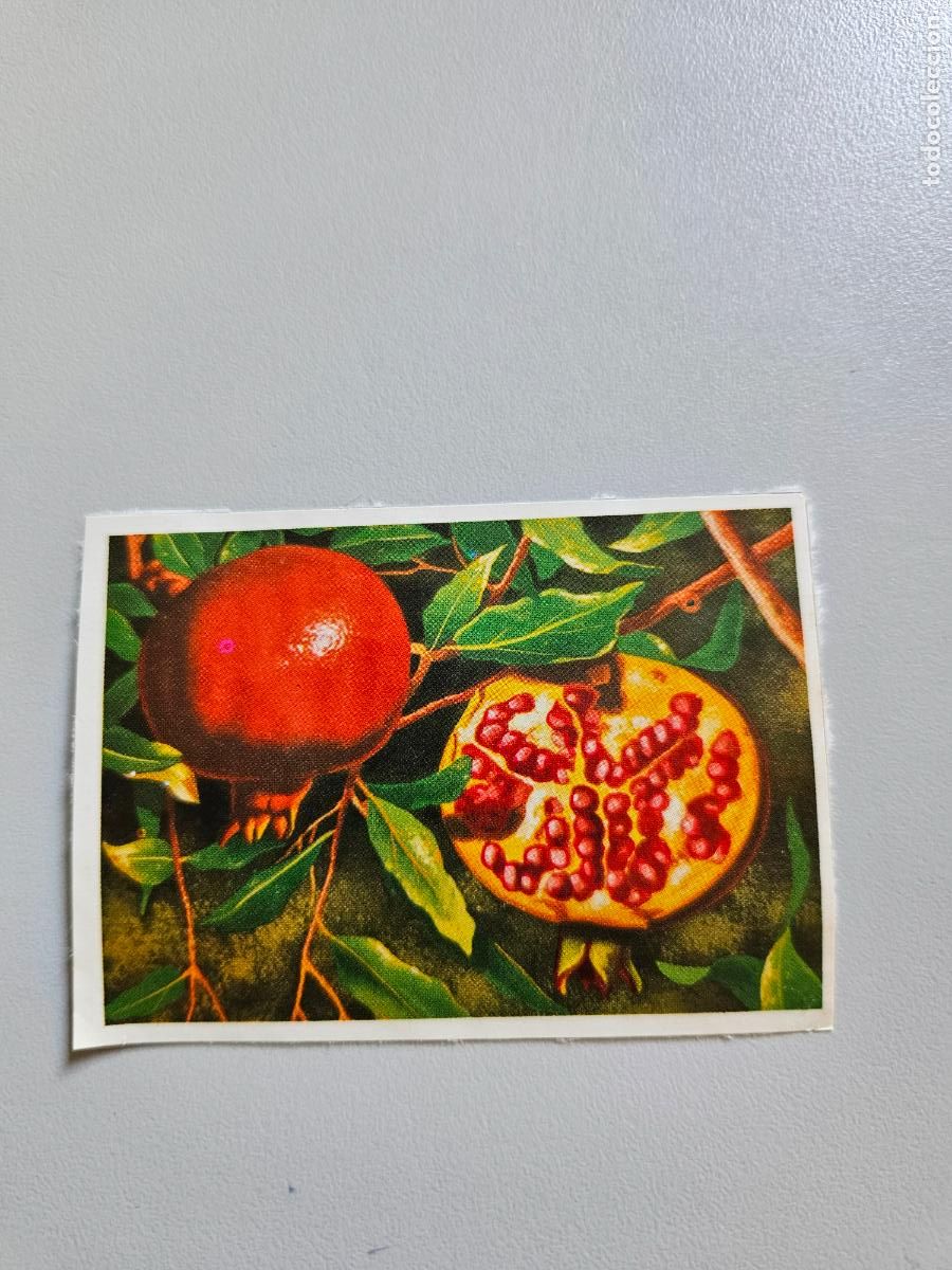 Coleccionismo Cromos antiguos: Panorama animales y plantas cromo n&ordm; 116, &aacute;lbum Maga, 1976