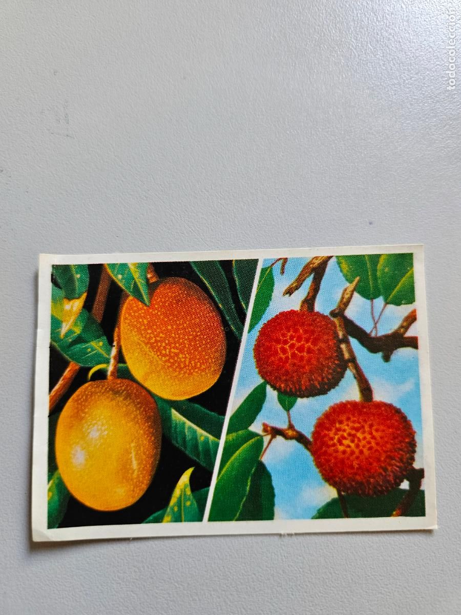 Coleccionismo Cromos antiguos: Panorama animales y plantas cromo n&ordm; 117, &aacute;lbum Maga, 1976