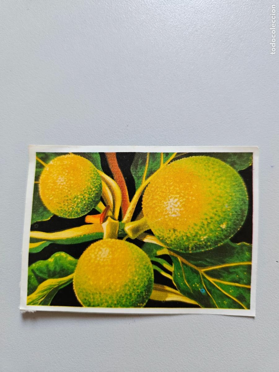 Coleccionismo Cromos antiguos: Panorama animales y plantas cromo n&ordm; 121, &aacute;lbum Maga, 1976