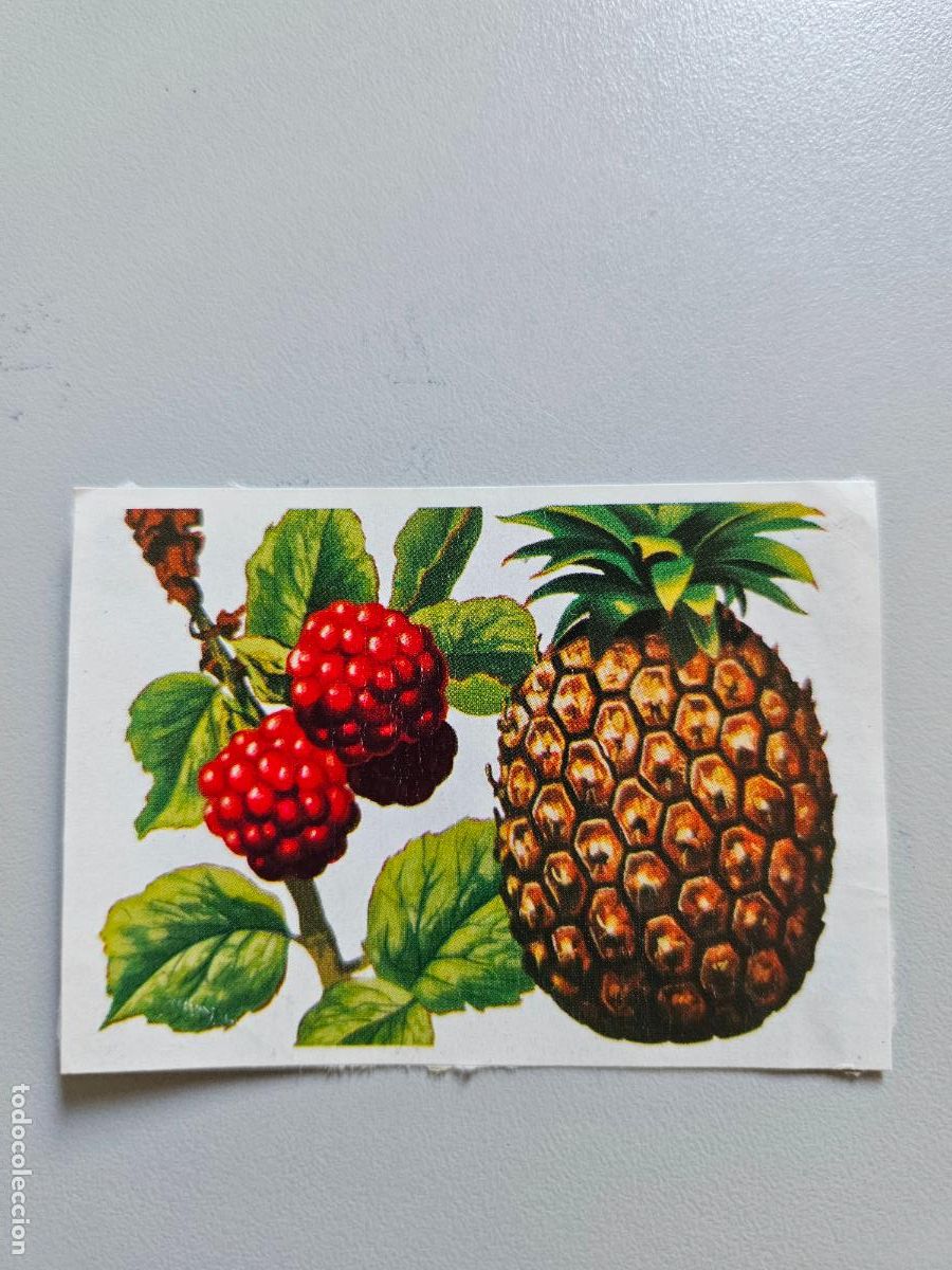 Coleccionismo Cromos antiguos: Panorama animales y plantas cromo n&ordm; 122, &aacute;lbum Maga, 1976