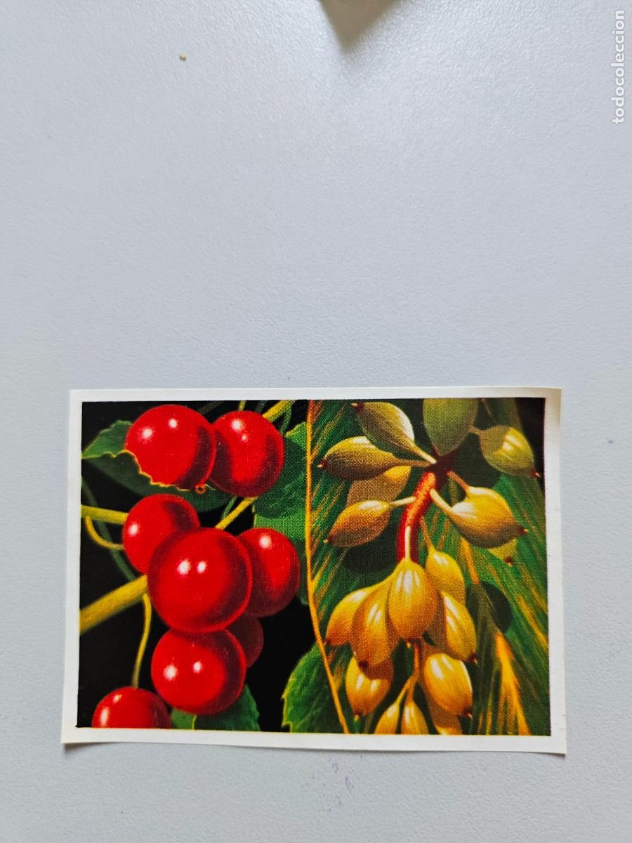 Coleccionismo Cromos antiguos: Panorama animales y plantas cromo n&ordm; 123, &aacute;lbum Maga, 1976