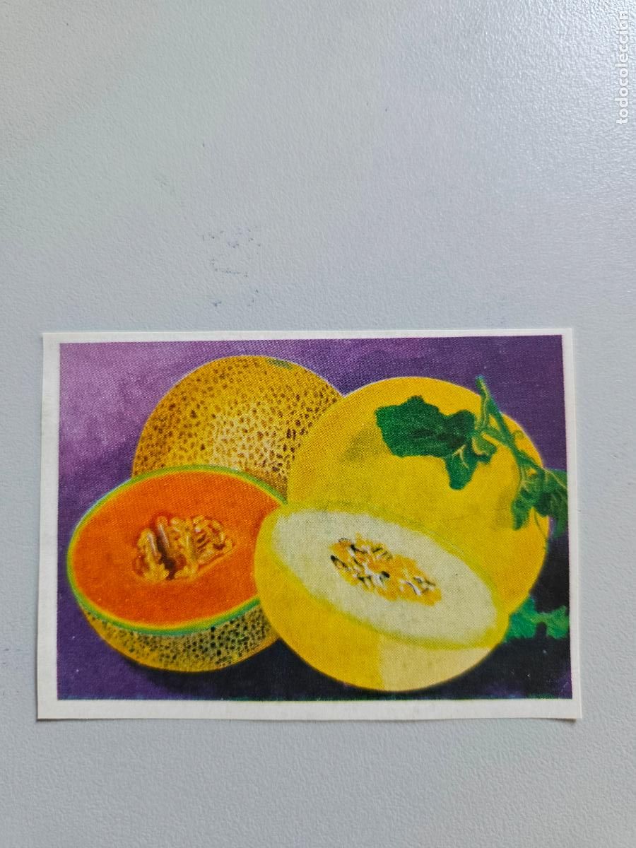 Coleccionismo Cromos antiguos: Panorama animales y plantas cromo n&ordm; 125, &aacute;lbum Maga, 1976