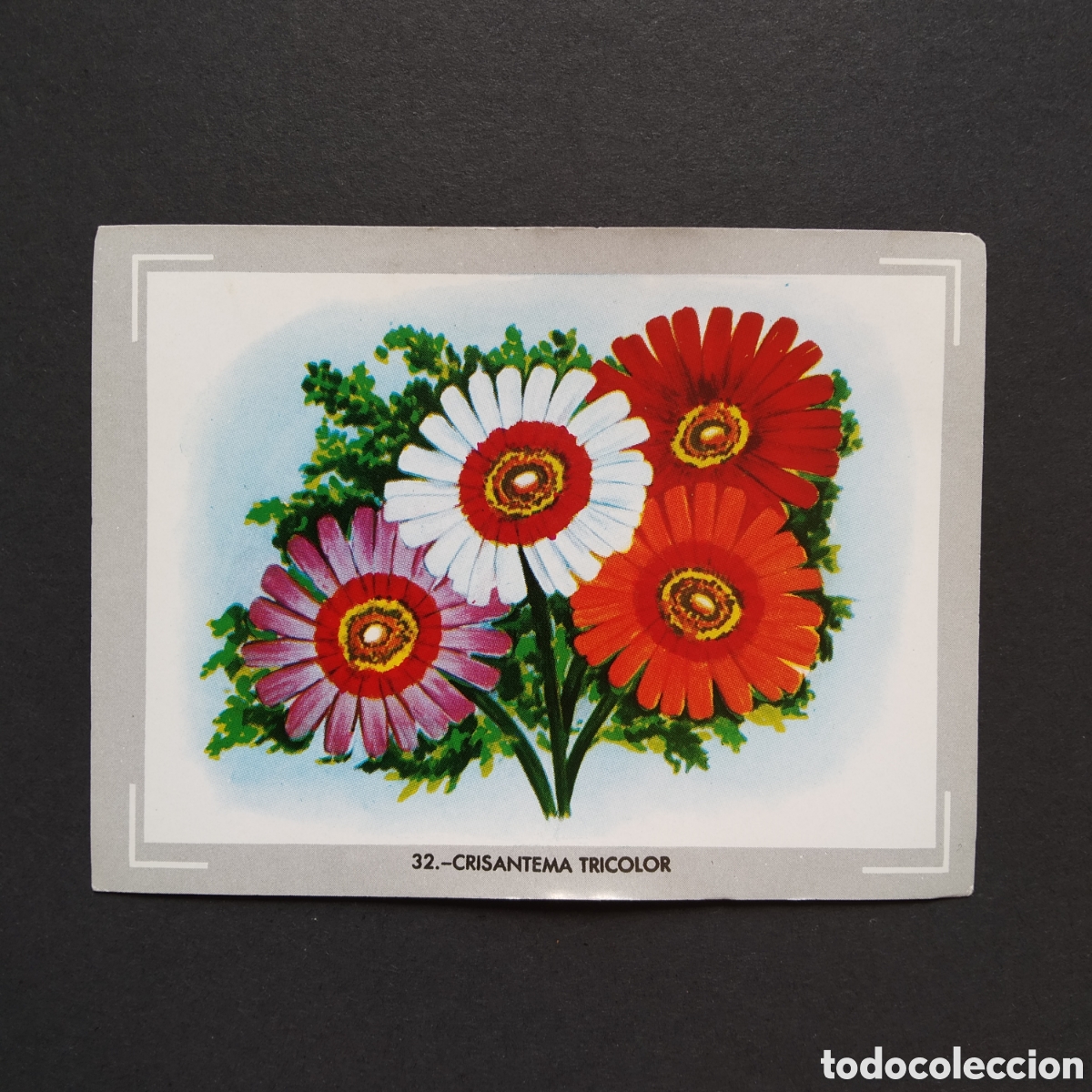 Coleccionismo Cromos antiguos: CROMO - N&deg; 032 - CRISANTEMA TRICOLOR - VIDA Y COLOR - ED. &Aacute;LBUMES ESPA&Ntilde;OLES S.A. - A&Ntilde;O 1965