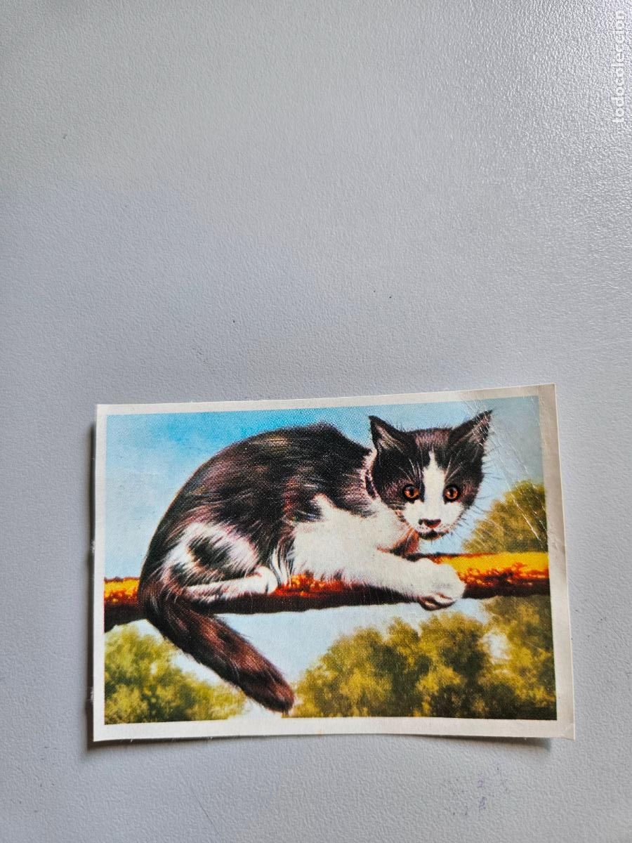 Coleccionismo Cromos antiguos: Panorama animales y plantas cromo n&ordm; 128, &aacute;lbum Maga, 1976