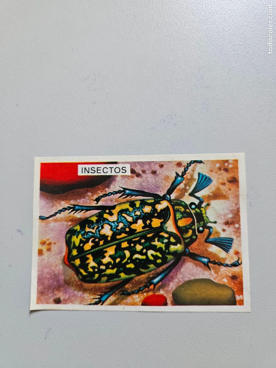 Coleccionismo Cromos antiguos: Panorama animales y plantas cromo n&ordm; 136, &aacute;lbum Maga, 1976
