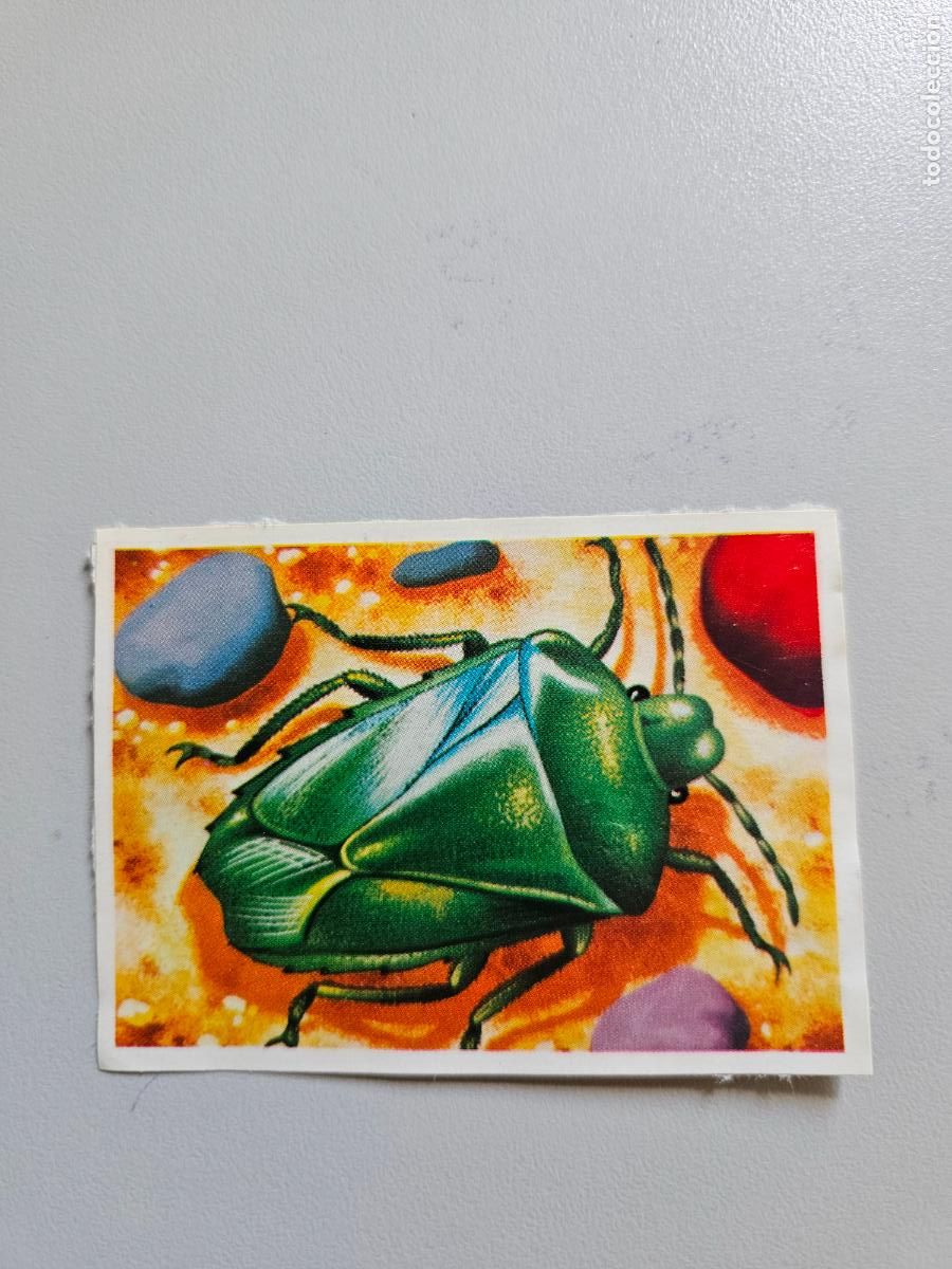 Coleccionismo Cromos antiguos: Panorama animales y plantas cromo n&ordm; 138, &aacute;lbum Maga, 1976