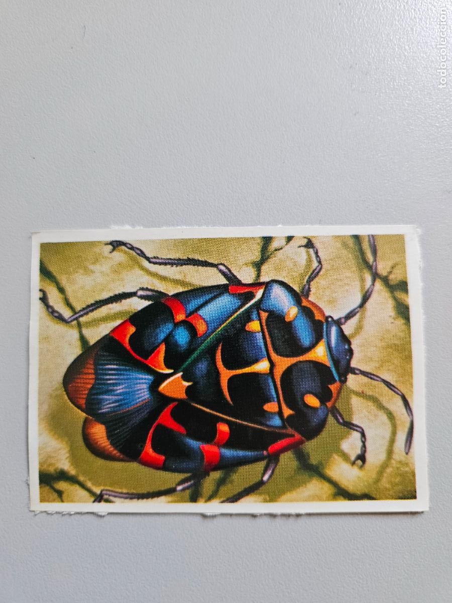 Coleccionismo Cromos antiguos: Panorama animales y plantas cromo n&ordm; 140, &aacute;lbum Maga, 1976