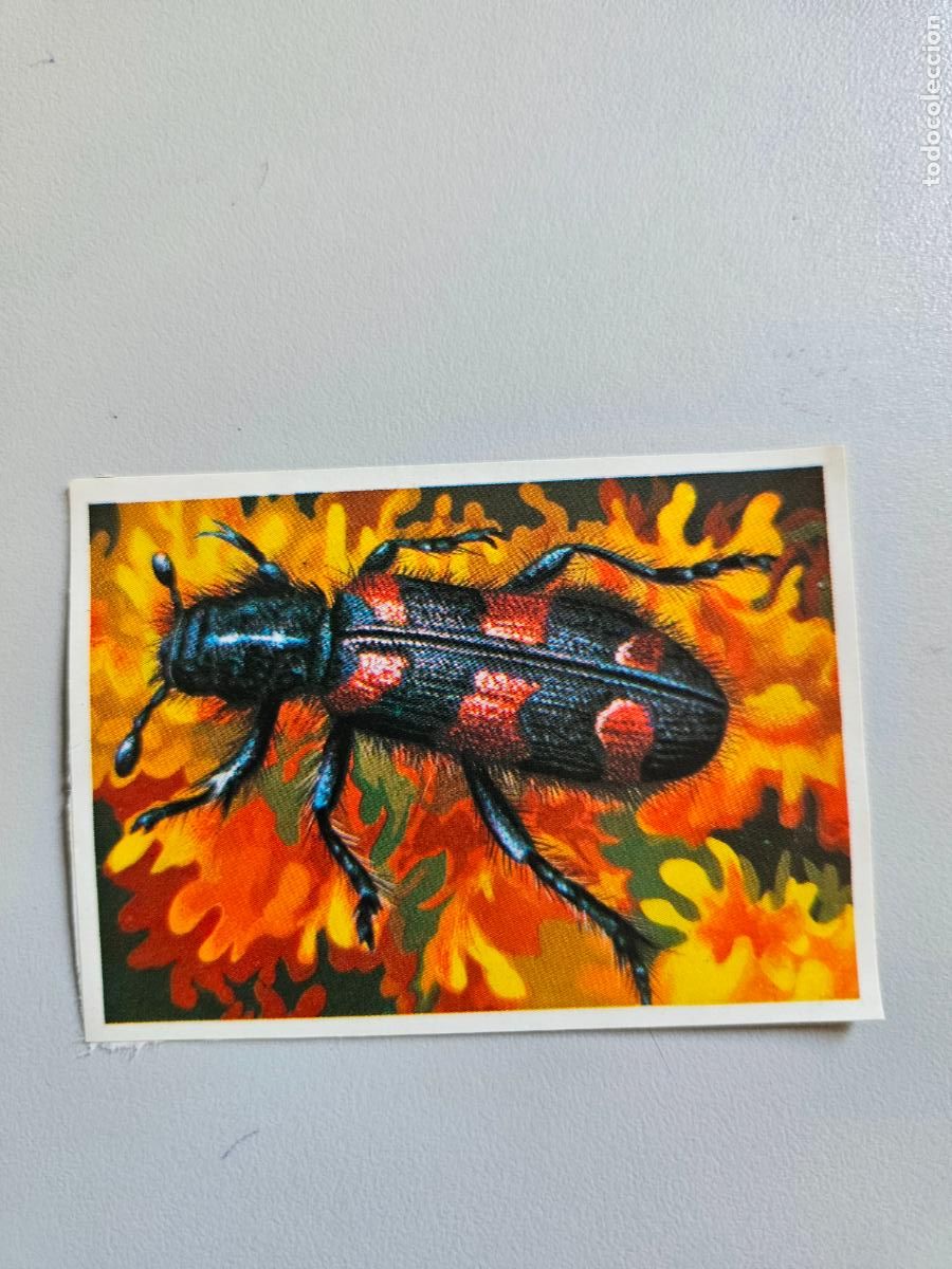 Coleccionismo Cromos antiguos: Panorama animales y plantas cromo n&ordm; 141, &aacute;lbum Maga, 1976