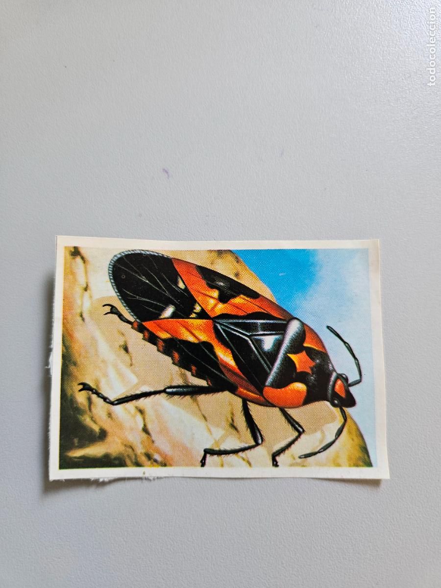 Coleccionismo Cromos antiguos: Panorama animales y plantas cromo n&ordm; 147, &aacute;lbum Maga, 1976