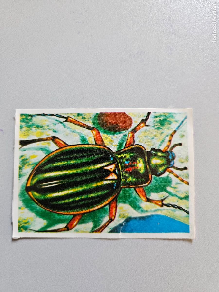 Coleccionismo Cromos antiguos: Panorama animales y plantas cromo n&ordm; 150, &aacute;lbum Maga, 1976