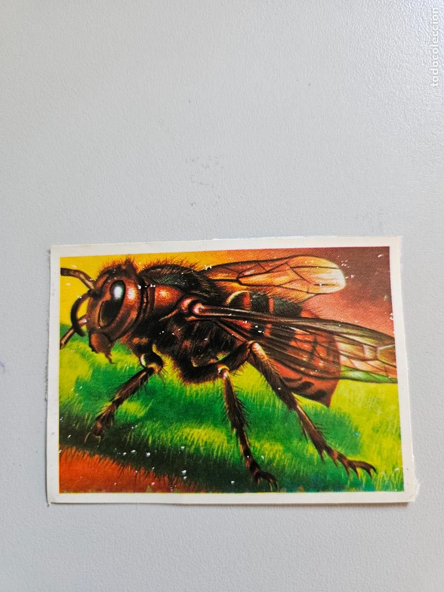 Coleccionismo Cromos antiguos: Panorama animales y plantas cromo n&ordm; 153, &aacute;lbum Maga, 1976