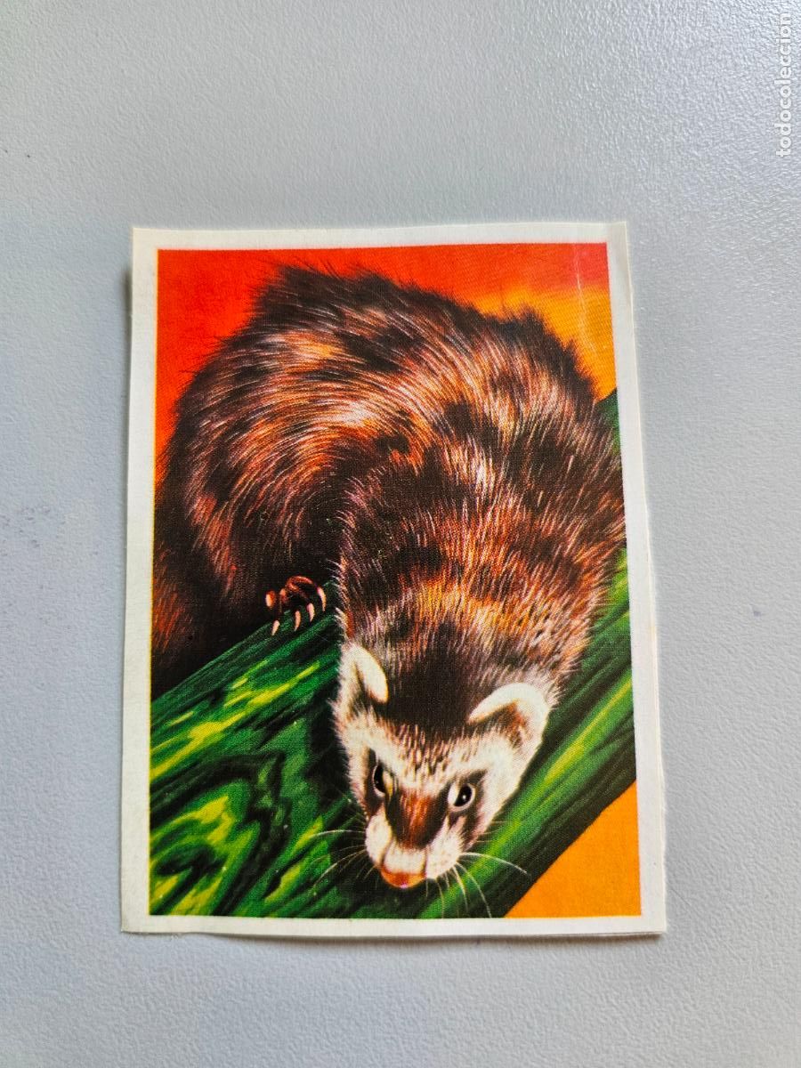 Coleccionismo Cromos antiguos: Panorama animales y plantas cromo n&ordm; 159, &aacute;lbum Maga, 1976