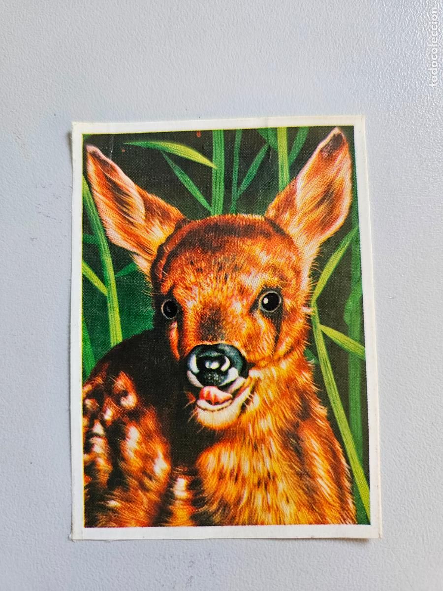 Coleccionismo Cromos antiguos: Panorama animales y plantas cromo n&ordm; 161, &aacute;lbum Maga, 1976