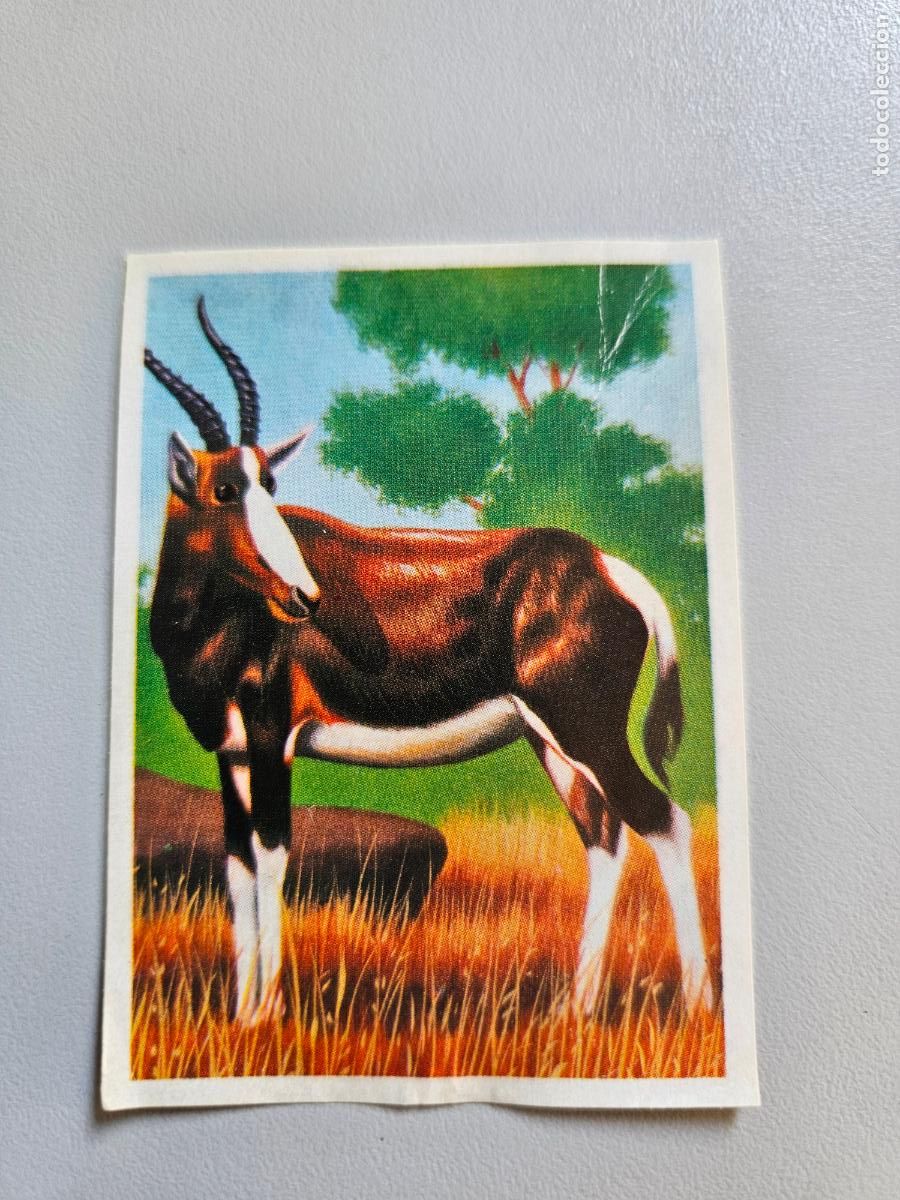 Coleccionismo Cromos antiguos: Panorama animales y plantas cromo n&ordm; 162, &aacute;lbum Maga, 1976