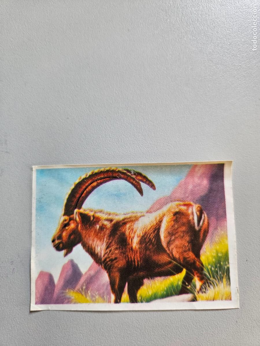 Coleccionismo Cromos antiguos: Panorama animales y plantas cromo n&ordm; 164, &aacute;lbum Maga, 1976