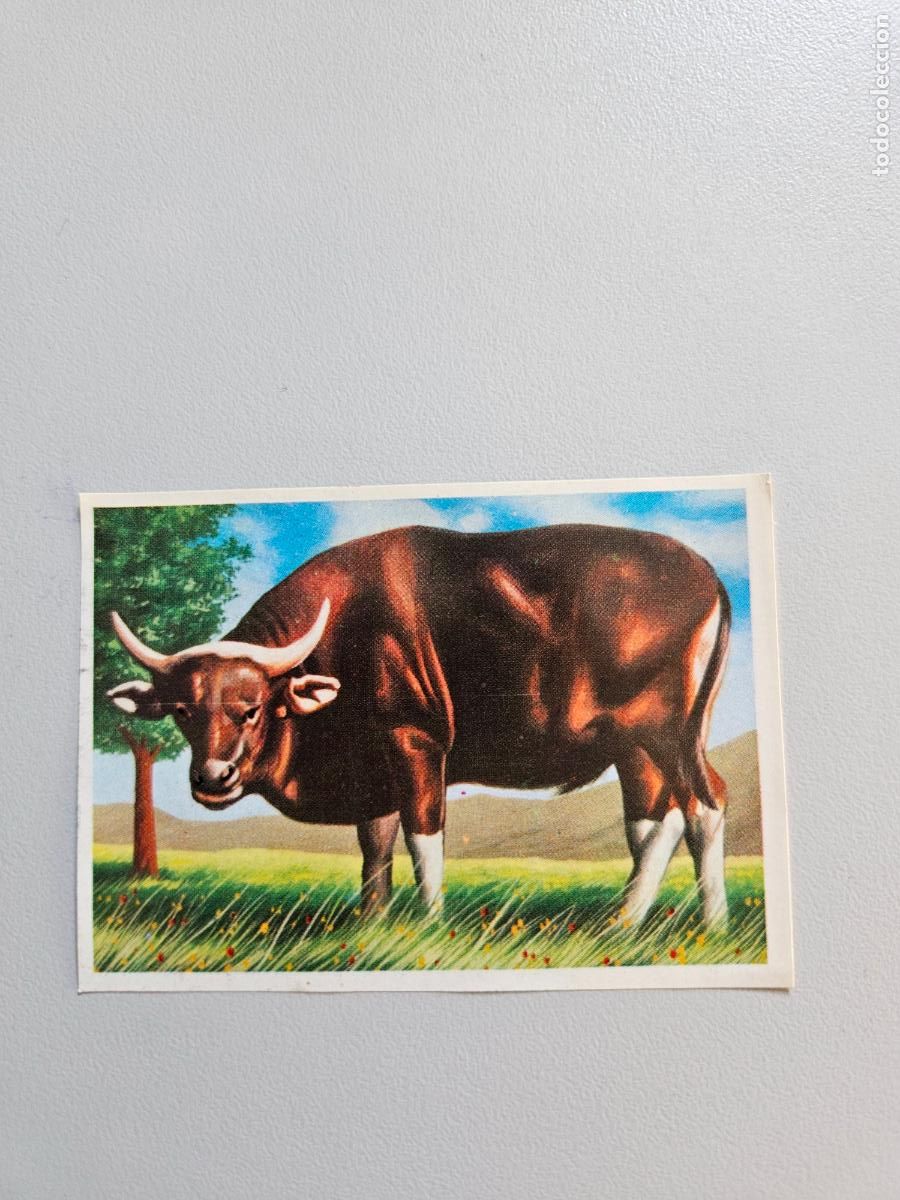 Coleccionismo Cromos antiguos: Panorama animales y plantas cromo n&ordm; 165, &aacute;lbum Maga, 1976