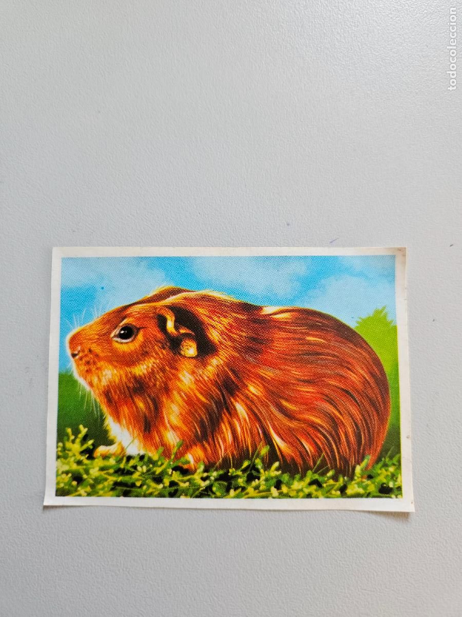 Coleccionismo Cromos antiguos: Panorama animales y plantas cromo n&ordm; 167, &aacute;lbum Maga, 1976